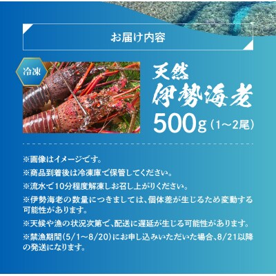 エメラルドブルーの美しい海で獲れた天然伊勢海老500グラム(1～2尾)