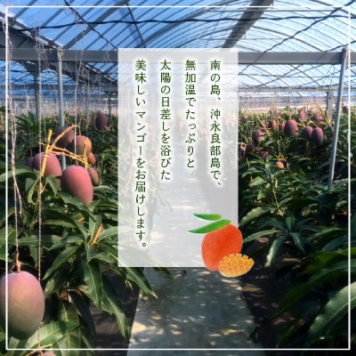 【先行受付】南の島で太陽の日差しをたっぷり浴びた沖永良部産「完熟マンゴー」1キロ/7月中旬～8月中旬