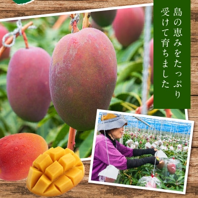 【先行受付】南の島で太陽の日差しをたっぷり浴びた沖永良部産「完熟マンゴー」2キロ/7月中旬～8月中旬
