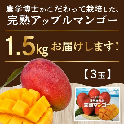 【先行受付】農学博士こだわり栽培!伊村農園の完熟アップルマンゴー1.5キロ/3玉/7月中旬～8月上旬