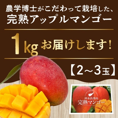 【先行受付】農学博士こだわり栽培!伊村農園の完熟アップルマンゴー1キロ/2～3玉/7月中旬～8月上旬