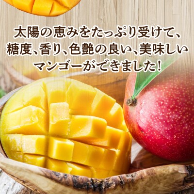 【先行受付】農学博士こだわり栽培!伊村農園の完熟アップルマンゴー1キロ/2～3玉/7月中旬～8月上旬