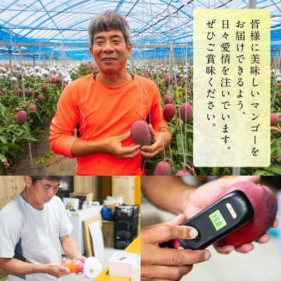 【先行受付】ご家庭用東マンゴー園直送!完熟アップルマンゴー 2kg(4～6玉)【7月中旬～8月中旬】