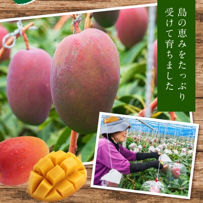 南の島で太陽の日差しをたっぷり浴びた沖永良部産「完熟マンゴー」2キロ