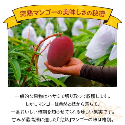 【先行受付】沖永良部完熟アップルマンゴー4～6玉で2キロ【6月下旬～8月中旬】