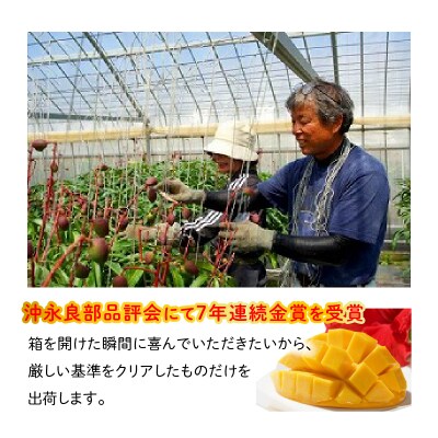 【先行受付】沖永良部完熟アップルマンゴー4～6玉で2キロ【6月下旬～8月中旬】