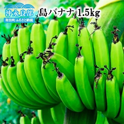 【先行受付】まるとよ農産の島バナナ 1.5キロ【7月中旬～11月下旬】