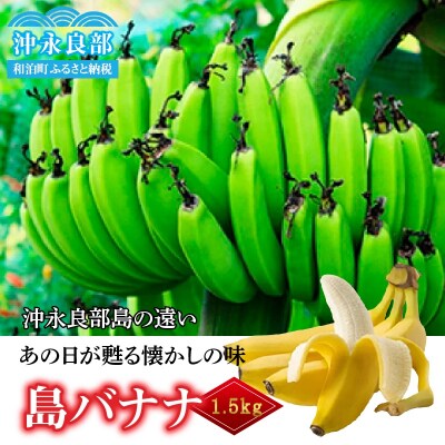【先行受付】まるとよ農産の島バナナ 1.5キロ【7月中旬～11月下旬】