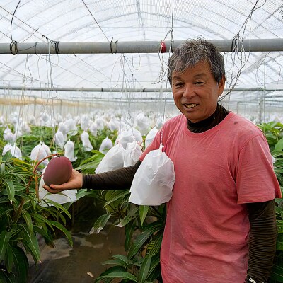 【先行受付】田中マンゴー園のプレミアム完熟アップルマンゴー2玉で1キロ【7月中旬～8月中旬】