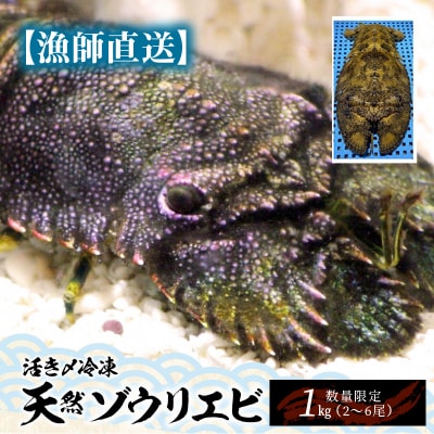 漁師直送】活き〆冷凍 天然ゾウリエビ1キロ(2～6尾)※数量限定
