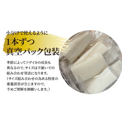 【サイズ不揃い】ソデイカ・刺身用ブロック　500グラム/沖永良部島特産