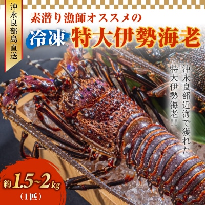 沖永良部島直送!素潜り漁師オススメの特大冷凍伊勢海老 約1.5～2キロ(1匹)!