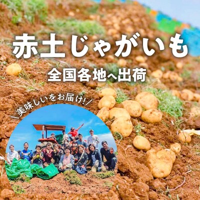 【先行受付】皆村農園のホクホク!ほりたて!春の新じゃがいも10キロ【1月下旬～4月下旬】