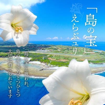 沖永良部島で大切に育てられた　えらぶユリ切り花