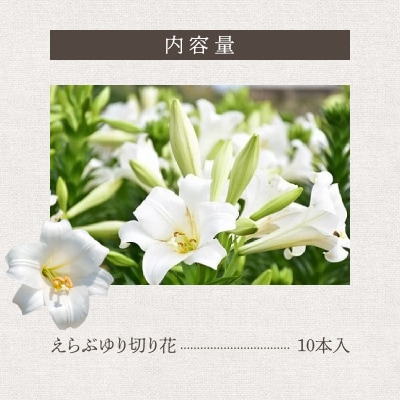 沖永良部島で大切に育てられた　えらぶユリ切り花