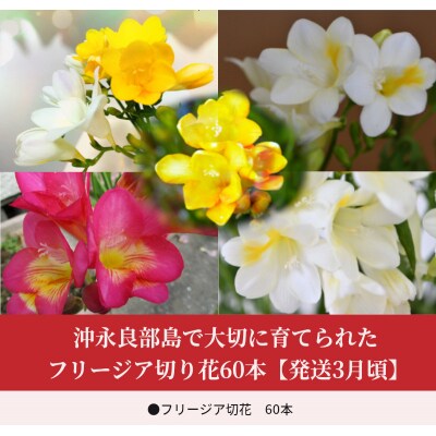 沖永良部島で大切に育てられた フリージア切り花60本【発送3月頃】