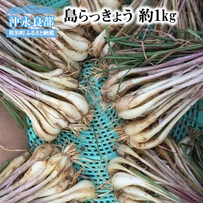【先行受付】おうち居酒屋。島らっきょう 約1キロ /沖永良部島産【4月初旬～7月下旬】