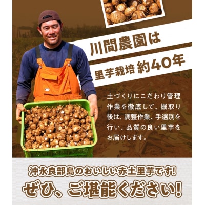 【先行受付】農家直送!栽培歴40年!南の島の赤土里芋3キロ!【5月上旬～6月下旬】
