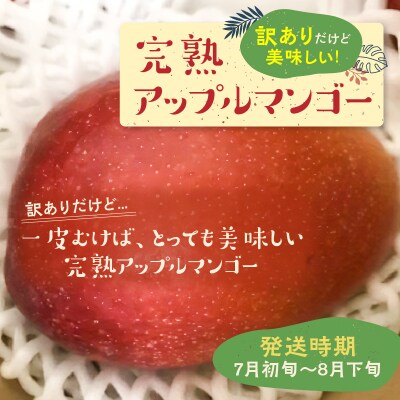 【先行受付】(ご家庭用)美味しい!完熟アップルマンゴー 約1.3キロ　2玉～3玉【7月初旬～8月下旬