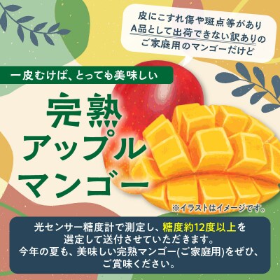 【先行受付】(ご家庭用)美味しい!完熟アップルマンゴー 約1.3キロ　2玉～3玉【7月初旬～8月下旬