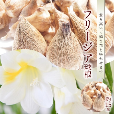 薫り高い可憐な花を咲かせます。フリージア球根　約15球入
