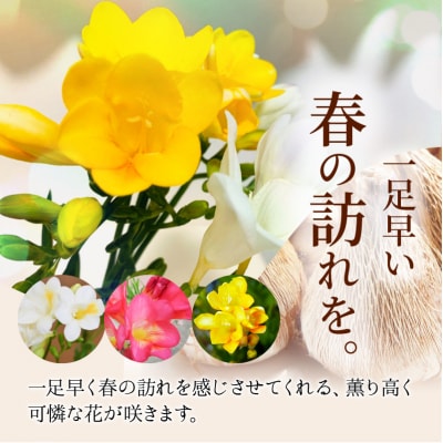 薫り高い可憐な花を咲かせます。フリージア球根　約15球入