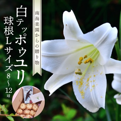 沖永良部島産　白テッポウユリ(えらぶ百合)球根Lサイズ(8～12球)