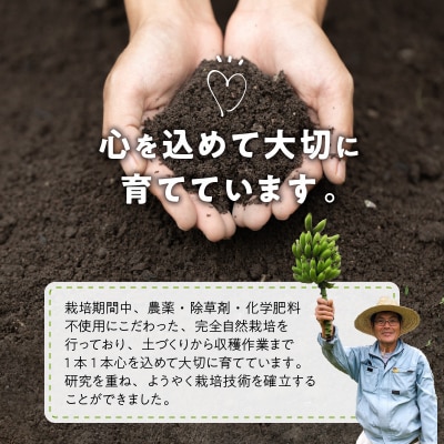 完全自然栽培「沖永良部島の島バナナ1.5キロ」