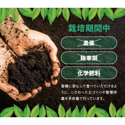 【先行受付】栽培期間中　農薬・除草剤・化学肥料不使用!南国の島レモン2キロ!【9月～2月下旬】