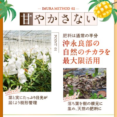 【2025年先行受付】伊村農園こだわり栽培!完熟アップルマンゴー1.5キロ