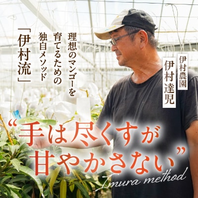 【2025年先行受付】伊村農園こだわり栽培!完熟アップルマンゴー2キロ