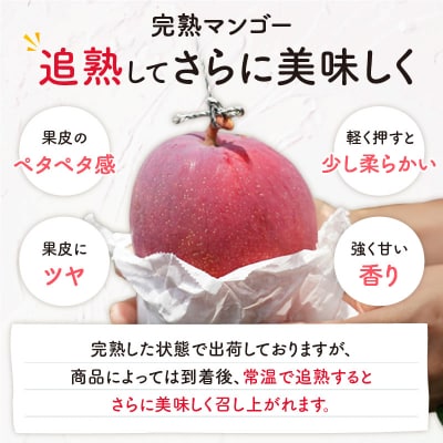 【2025年先行受付】沖永良部完熟アップルマンゴー 1キロ