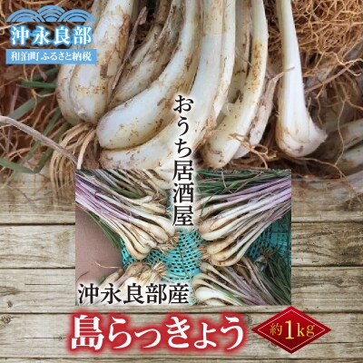 【2025年先行受付】おうち居酒屋。島らっきょう 約1キロ/沖永良部島産