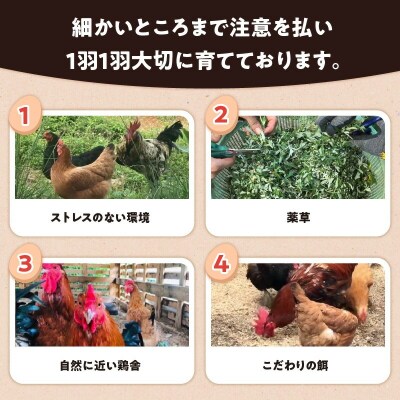 【贈答用】HARUYA FARMのモリンガ卵「島のちっちゅ」