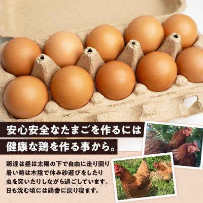 【ご家庭用】HARUYA FARMの有精卵「島のちっちゅ」