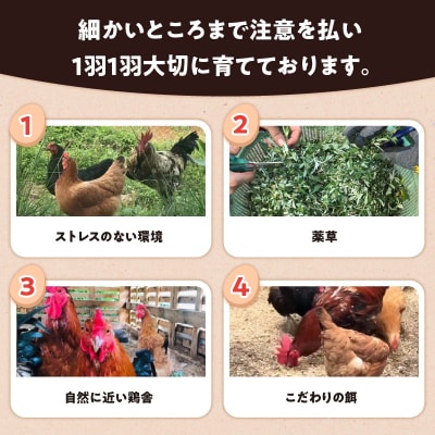 【ご家庭用】HARUYA FARMの有精卵「島のちっちゅ」