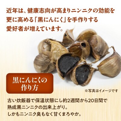 【2025年先行受付】赤土が育んだアーミチャ・ニンニク2キロ