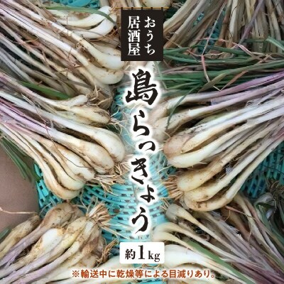 【2025年先行受付】おうち居酒屋。島らっきょう約1キロ/沖永良部島産