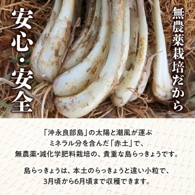 【2025年先行受付】おうち居酒屋。島らっきょう約1.5キロ