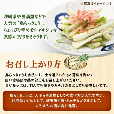 【2025年先行受付】おうち居酒屋。島らっきょう約1.5キロ