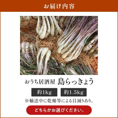 【2025年先行受付】おうち居酒屋。島らっきょう約1.5キロ