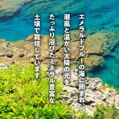 【2025年先行受付】皆村農園のホクホク!ほりたて!春の新じゃがいも10キロ
