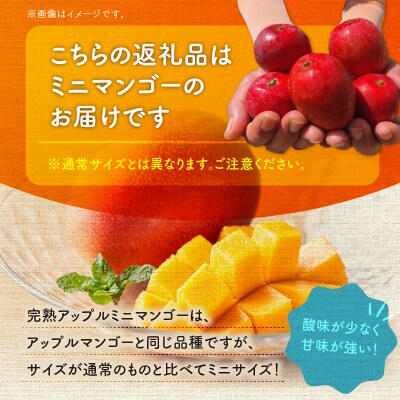 田中マンゴー園の完熟アップルミニマンゴー 1.5キロ