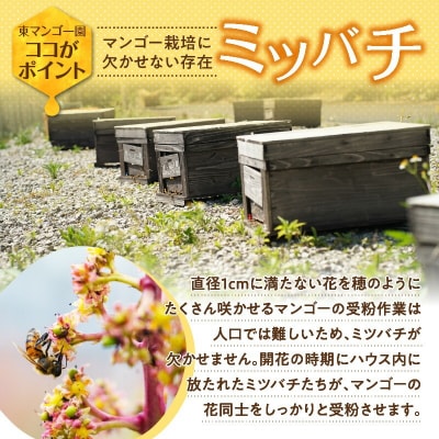【2026年先行予約】≪ご家庭用≫東マンゴー園直送!完熟アップルマンゴー 2キロ(4～6玉)
