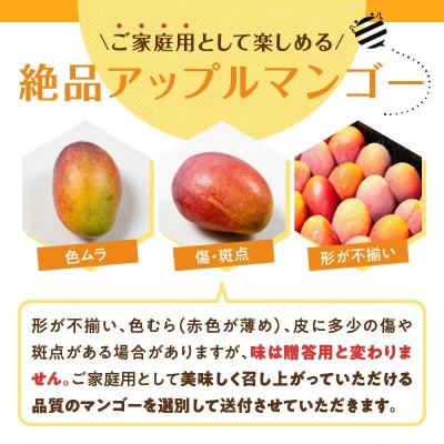 【2026年先行予約】≪ご家庭用≫東マンゴー園直送!完熟アップルマンゴー 2キロ(4～6玉)