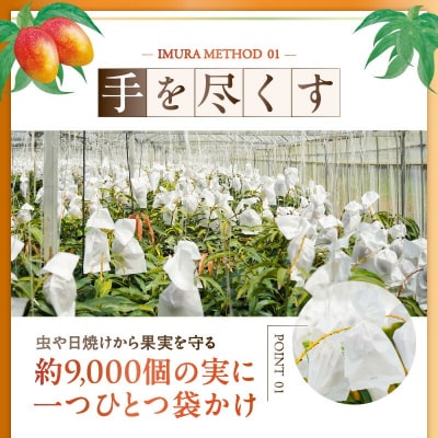 【2026年先行予約】伊村農園こだわり栽培!完熟アップルマンゴー1キロ