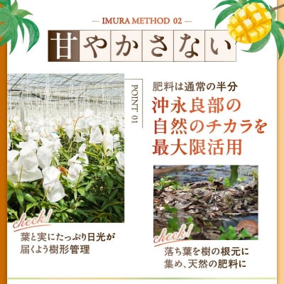 【2026年先行予約】伊村農園こだわり栽培!完熟アップルマンゴー1キロ