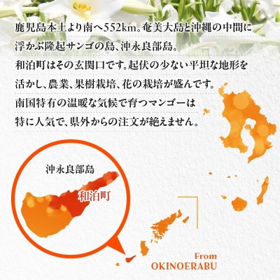 【2026年先行予約】伊村農園こだわり栽培!完熟アップルマンゴー2キロ