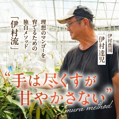 【2026年先行予約】伊村農園こだわり栽培!完熟アップルマンゴー2キロ