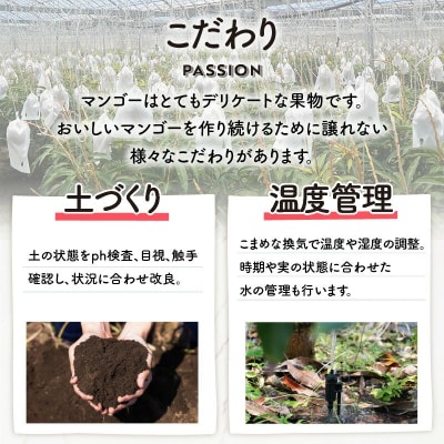 【2026年先行予約】田中マンゴー園のプレミアム完熟アップルマンゴー 2キロ